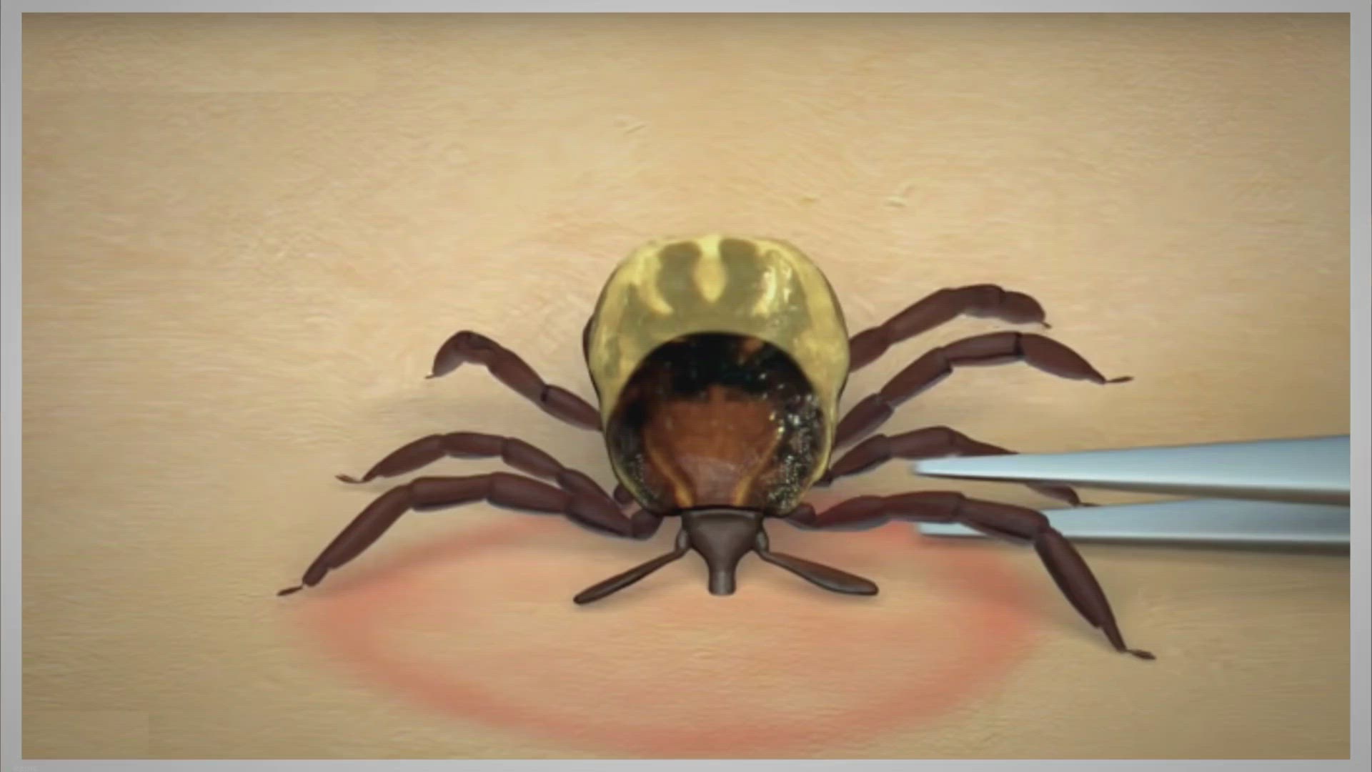 Video thumbnail for Comment Enlever une Tique sur son Chien sans Danger - Remèdes Naturels pour Animaux