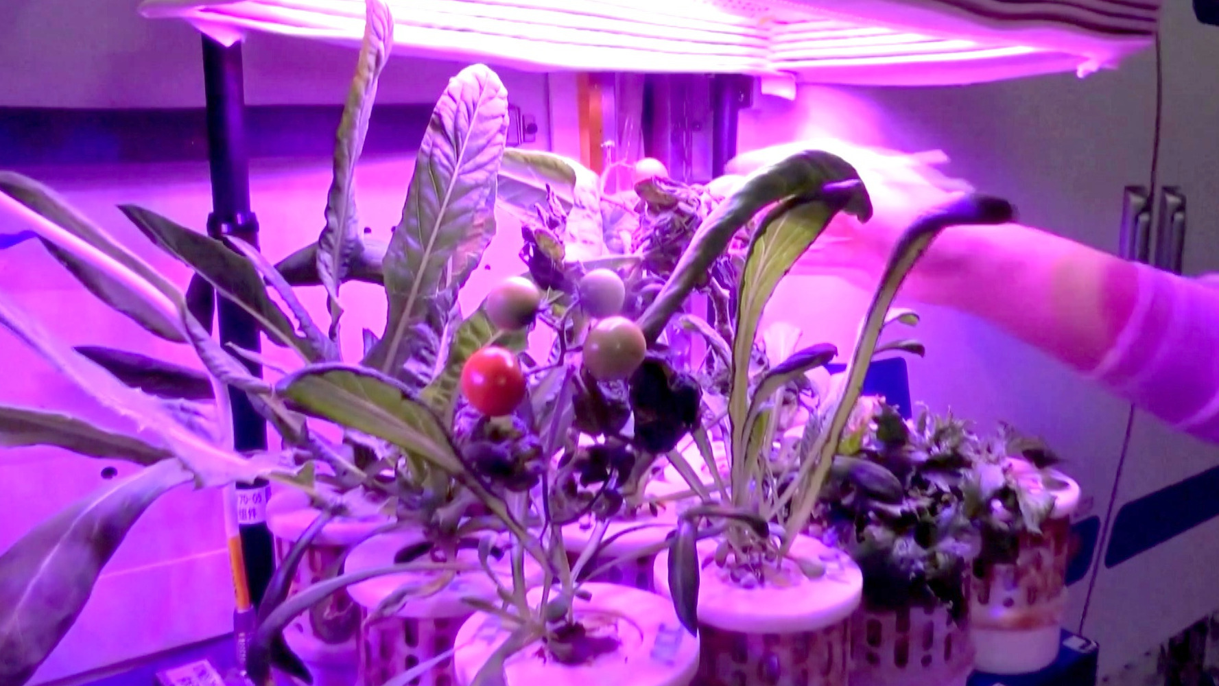 Video thumbnail for Inside Tiangong: astronauts dine on vegetables grown in orbit