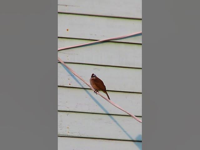 Video thumbnail for Cute Wild Bird #dovebird #smallbird #birds #bird #shortdove #nestdove #babiesdove