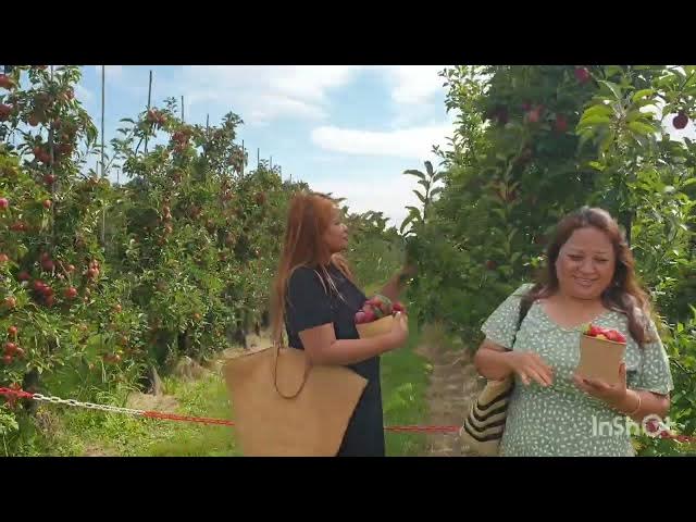 Video thumbnail for Fruit Harvesting