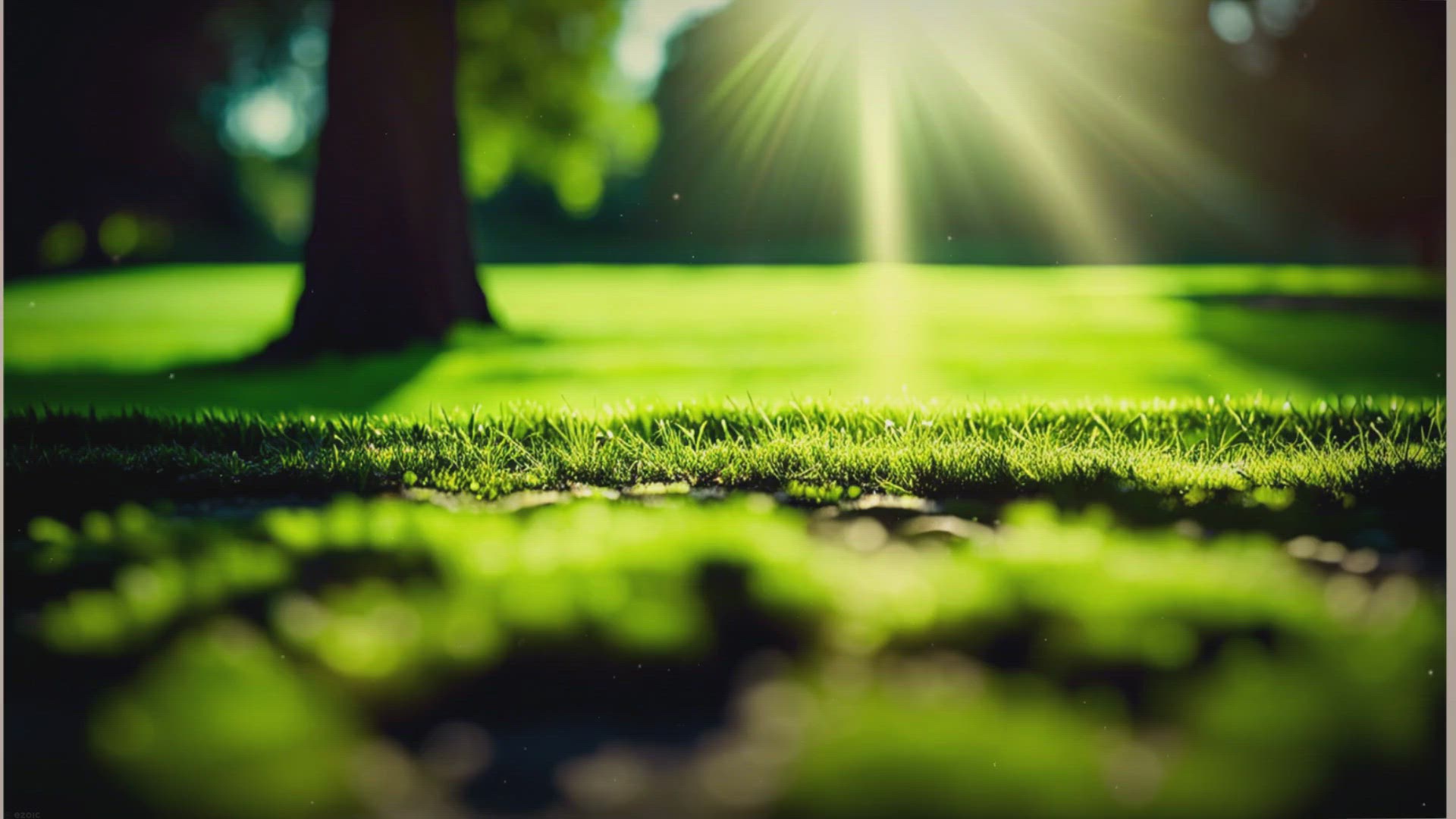 'Video thumbnail for Revive Your Lawn: The Ultimate Guide to Removing Moss'