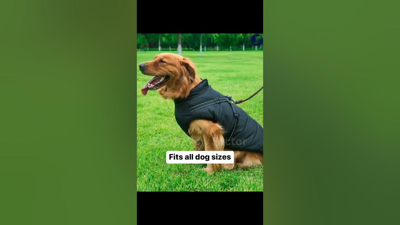 Video thumbnail for 🔥❄️ The Perfect Jacket to Keep Dogs Warm and Cozy! 🐶❤️ || Link is in Description