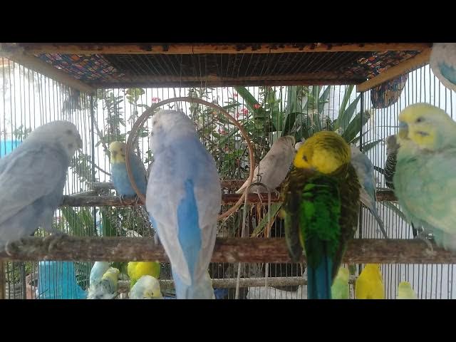 Video thumbnail for 🌿 Foco e Serenidade – 15 Minutos de Tranquilidade Natural 🌳