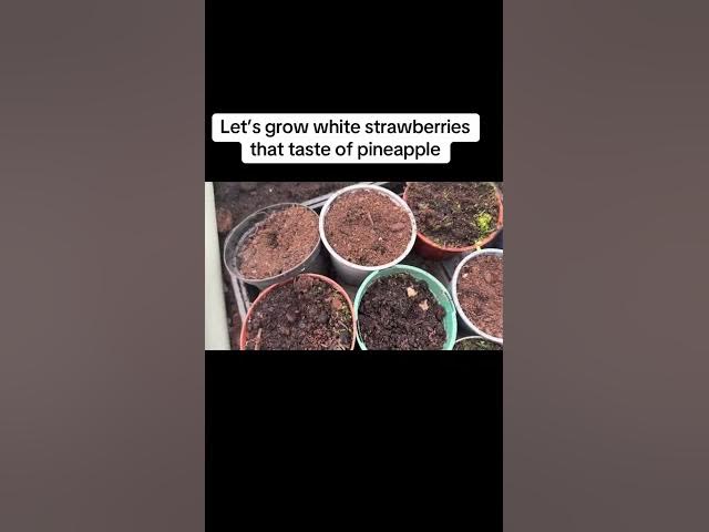 Video thumbnail for How to Grow White Strawberries That Taste Like Pineapple 🍍🍓 (Pineberries Guide!)