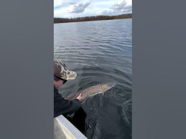 Video thumbnail for 5 Feet Tall vs. 28 POUNDS of Pike! 🤯 What's your biggest pike? 🤔