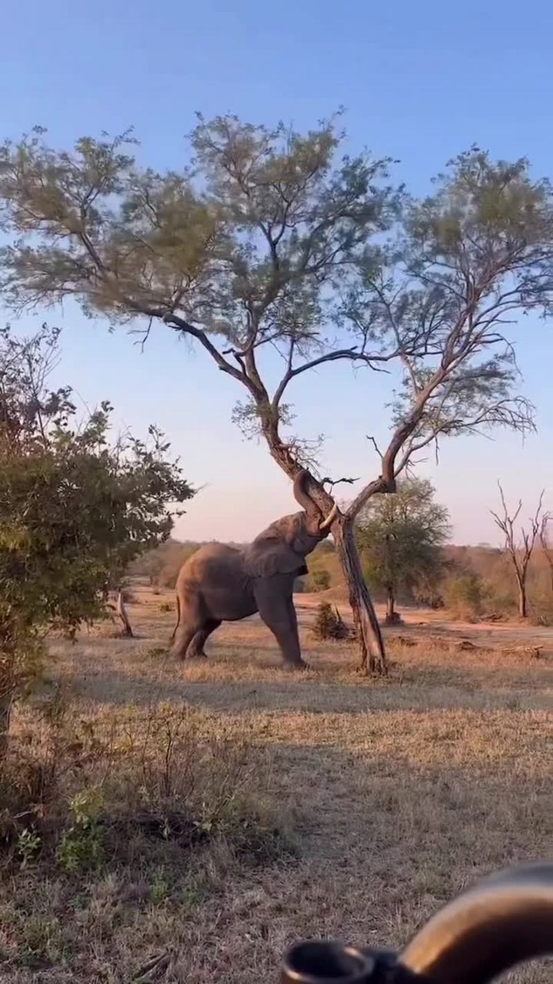 Video thumbnail for Elephant Uproots a Tree to Reach Savanna Treasures