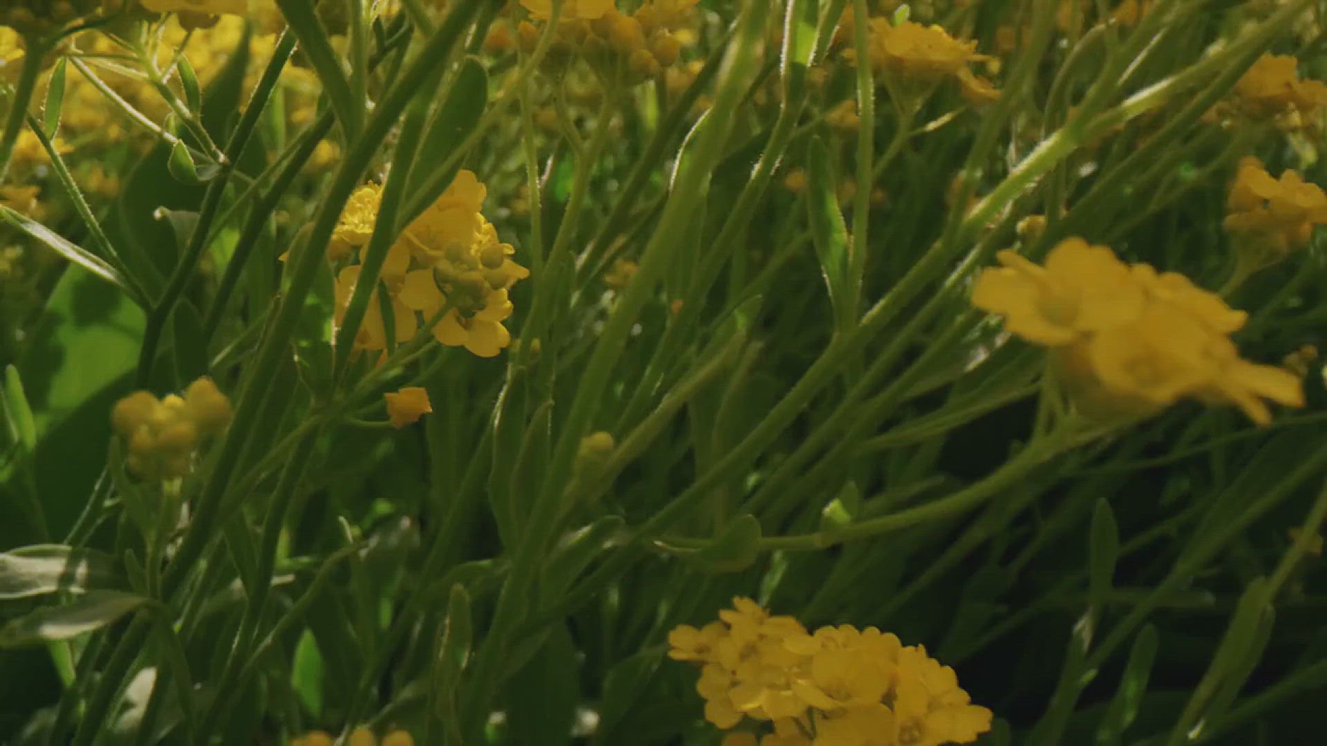 'Video thumbnail for Front Yard Garden Design tips'