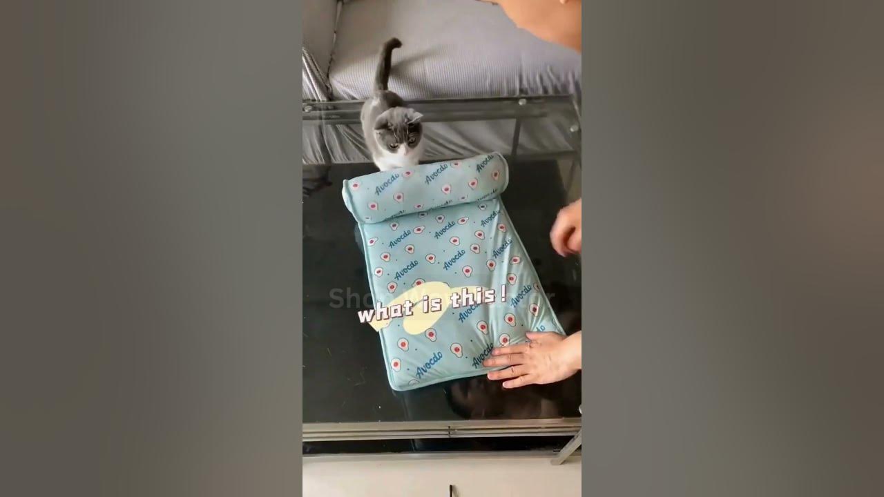 Video thumbnail for 🐶😺 Cooling Mat for Dogs and Cats 🐶😺 || Link is in Description