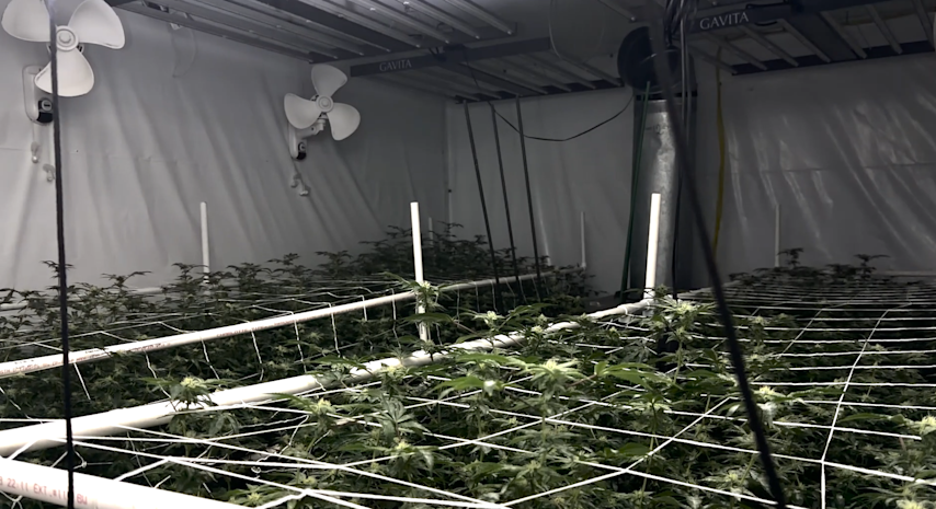 Video thumbnail for Marshal’s eviction visit uncovers massive illegal cannabis farm in the Bronx