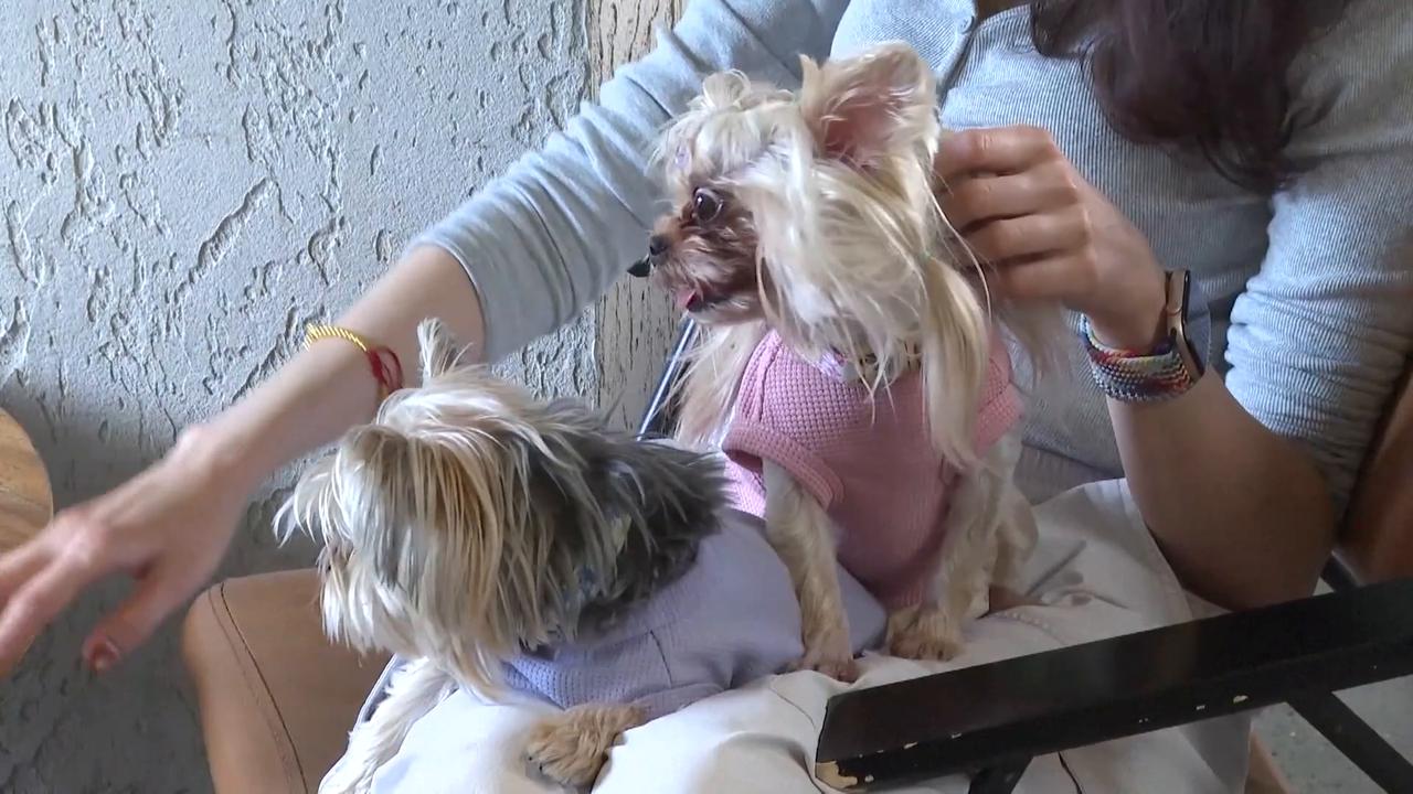 Video thumbnail for China: Pet-friendly stores in Beijing see rising customer flow.