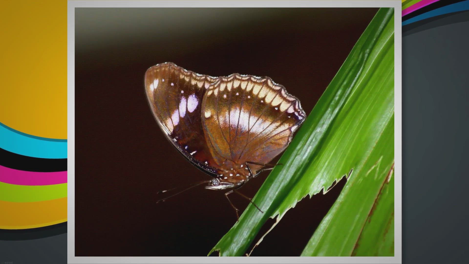 'Video thumbnail for Unveiling the Enchanting Koh Phi Phi Islands: A Journey through Nature, Culture, and Adventure'