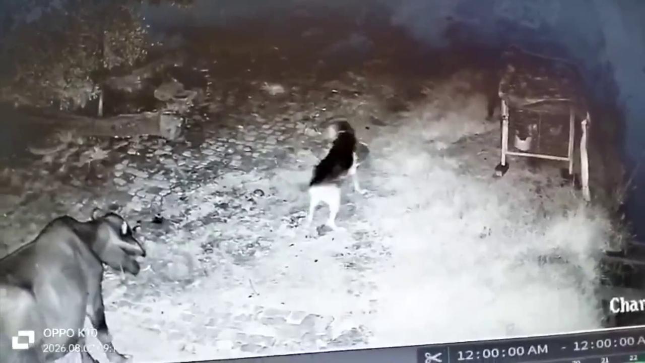 Video thumbnail for India: Leopard snatches pet dog outside home, frightened villagers demand forest patrols.