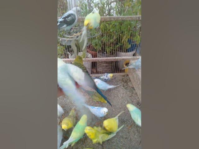 Video thumbnail for 💤 Adormeça em segundos com o canto suave dos pássaros