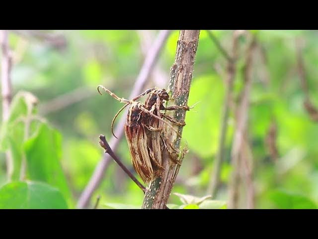 Video thumbnail for Wildlife insect stay here