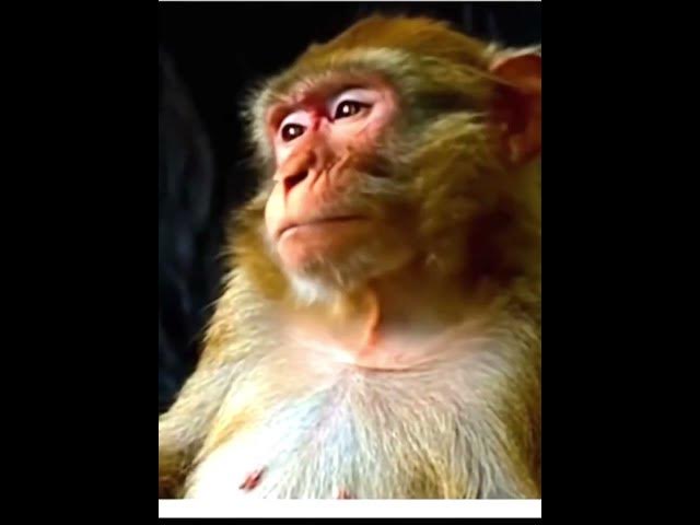 Video thumbnail for #monkey