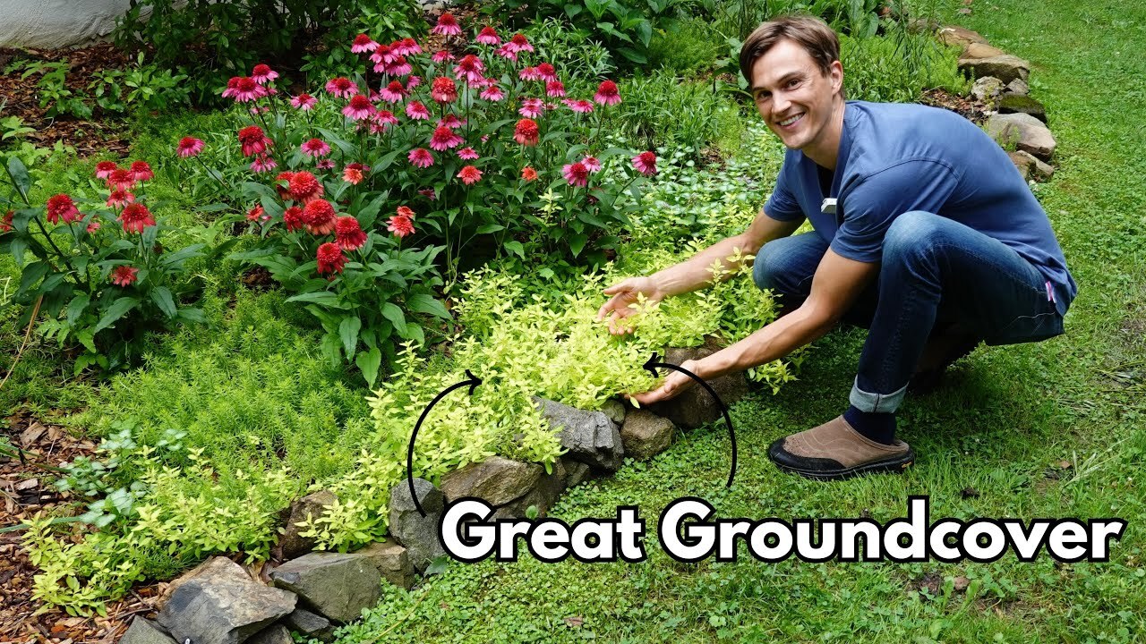 Video thumbnail for GOLDEN OREGANO - Great Groundcover - Origanum vulgare 'Aureum'