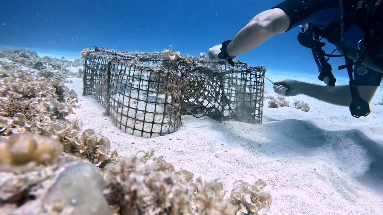 Video thumbnail for Diver Uses Knife to Rescue Sea Creatures From Abandoned Trap