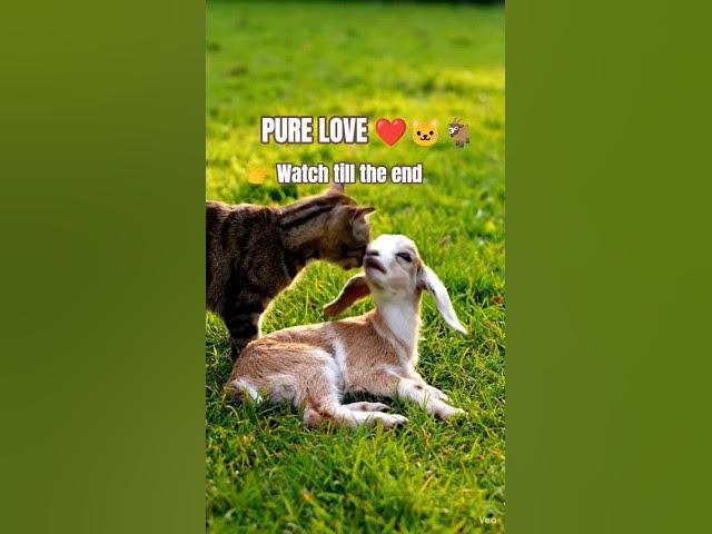 Video thumbnail for A Cat Comforts a Crying Baby Goat… This Changed Everything 😭❤️