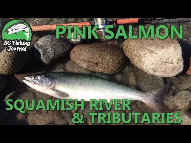 Video thumbnail for Pink Salmon Fishing in the Squamish River & Tributaries