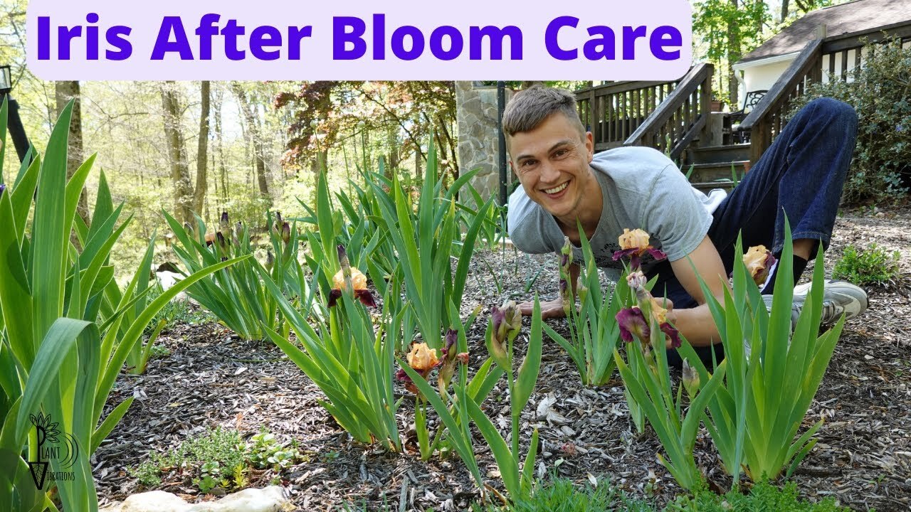 Video thumbnail for Iris Flowers - How to Deadhead for More Flowers