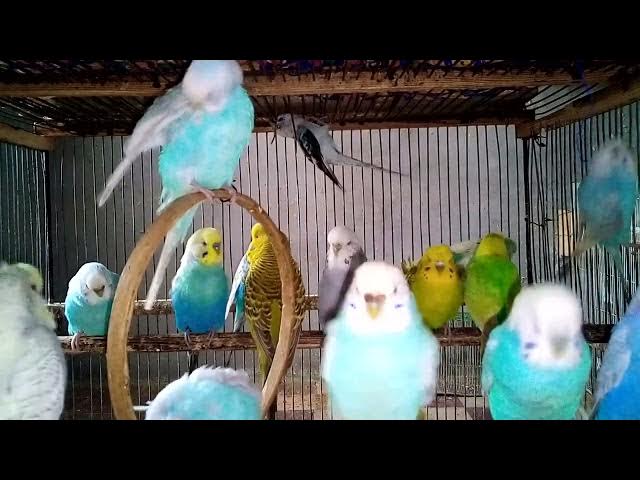 Video thumbnail for 💖 Warum die Wellensittichzucht mein Leben verändert hat