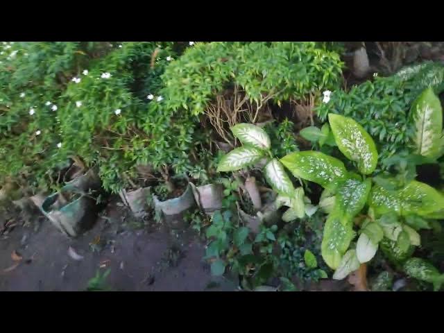 Video thumbnail for মুক্তাগাছা নার্সারির