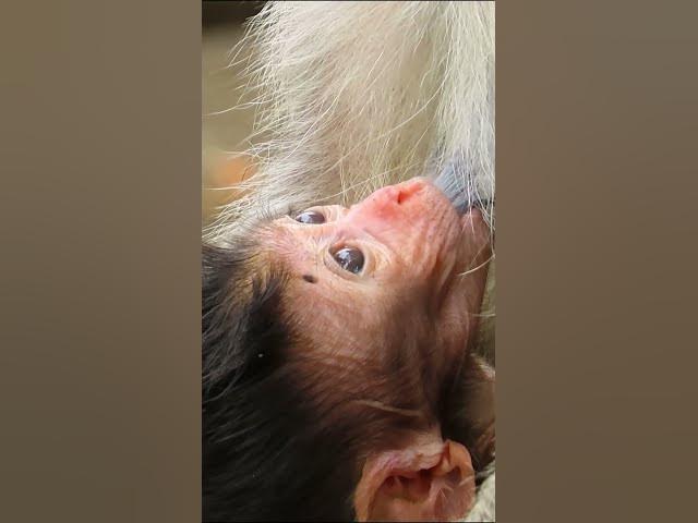 Video thumbnail for lovely baby#cute