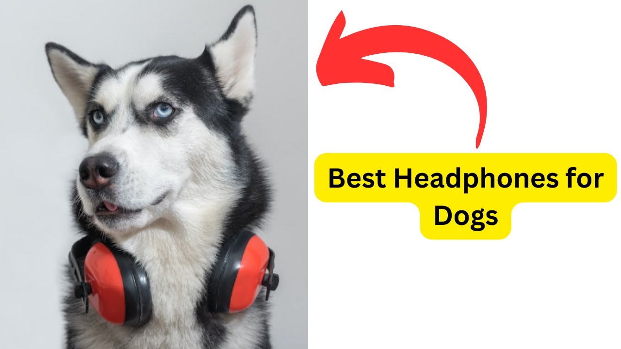 'Video thumbnail for Best Headphones for Dogs'