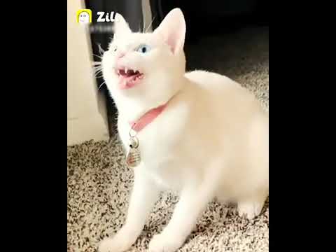 Video thumbnail for new funny animal WhatsApp status  😁😁😂😂😁channel please subscribe##@#@@@
