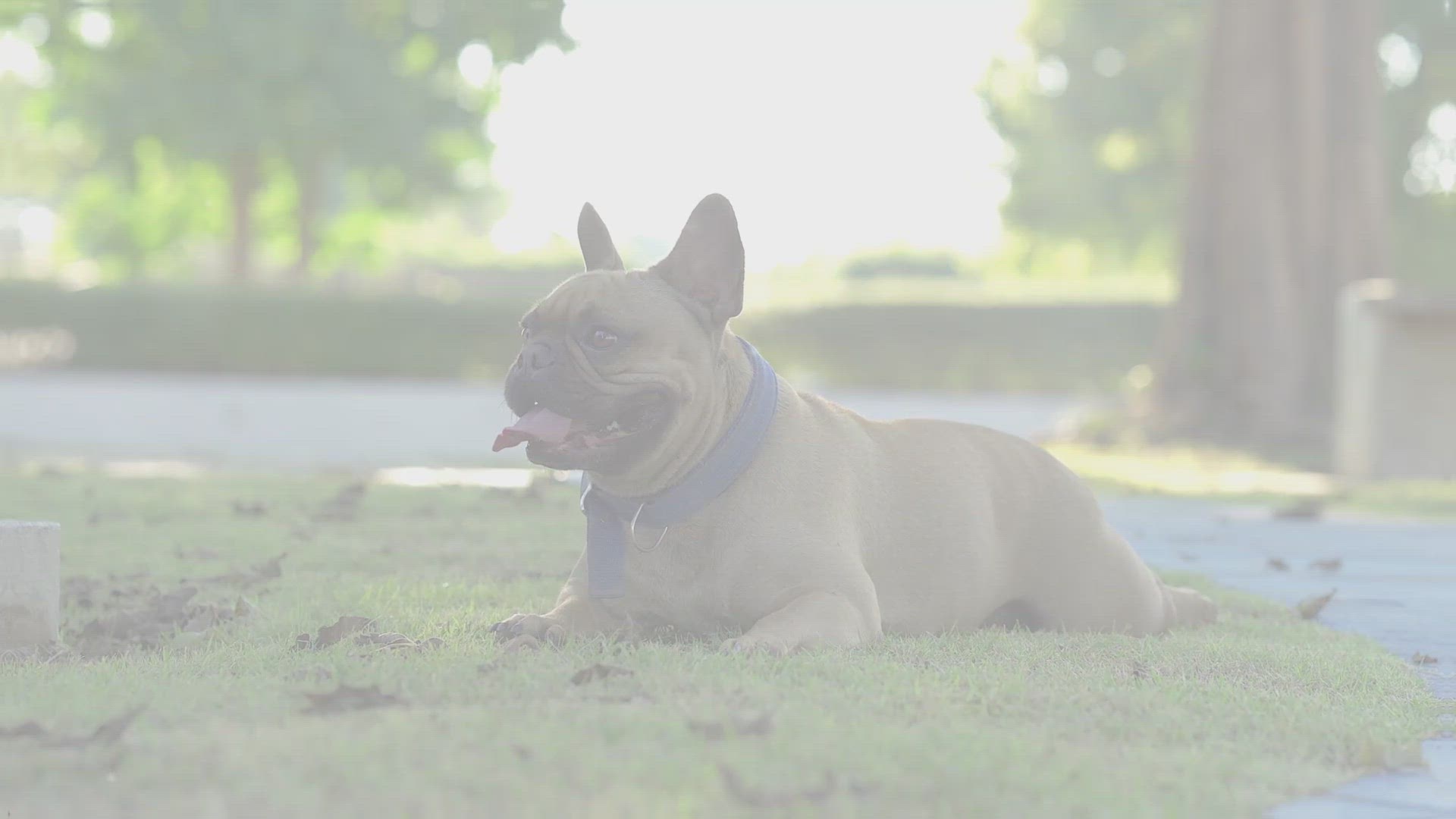 Video thumbnail for French Bulldog Periods