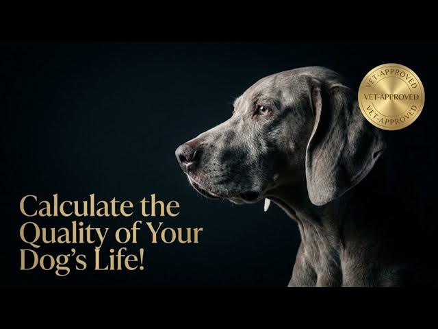 Video thumbnail for How to Truly Measure Your Dog’s Quality of Life Beyond the Tail Wag