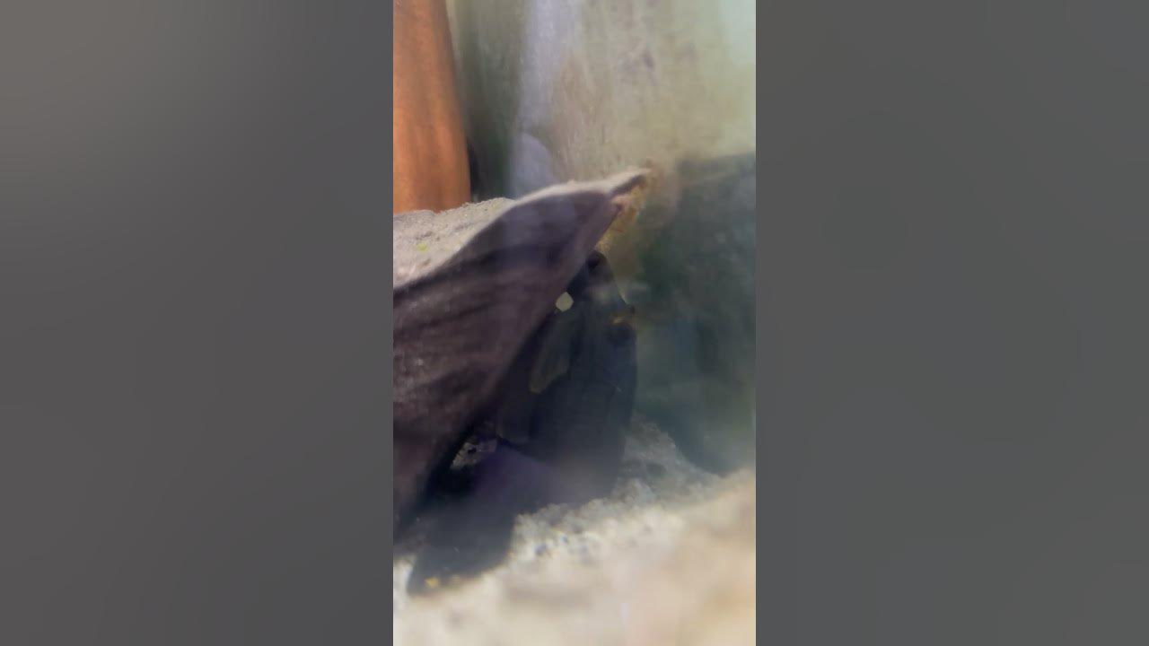 Video thumbnail for L191 Royal pleco hiding behind his favorite piece of Malaysian drift wood #pleco #driftwood #royal