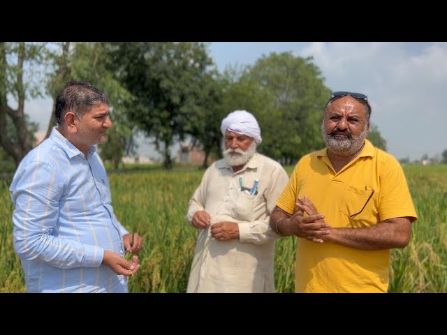 Video thumbnail for 3-4 Quintal Extra Paddy with Organic Fertiliser Dhanya Special from Gujarat Bio Organics