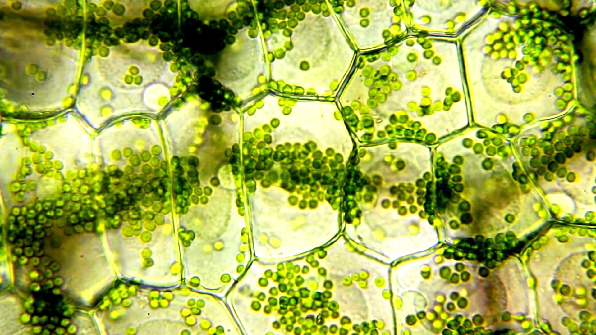 Video thumbnail for Photosynthesis Likely Emerged About 1.75 Billion Years Ago, New Evidence
