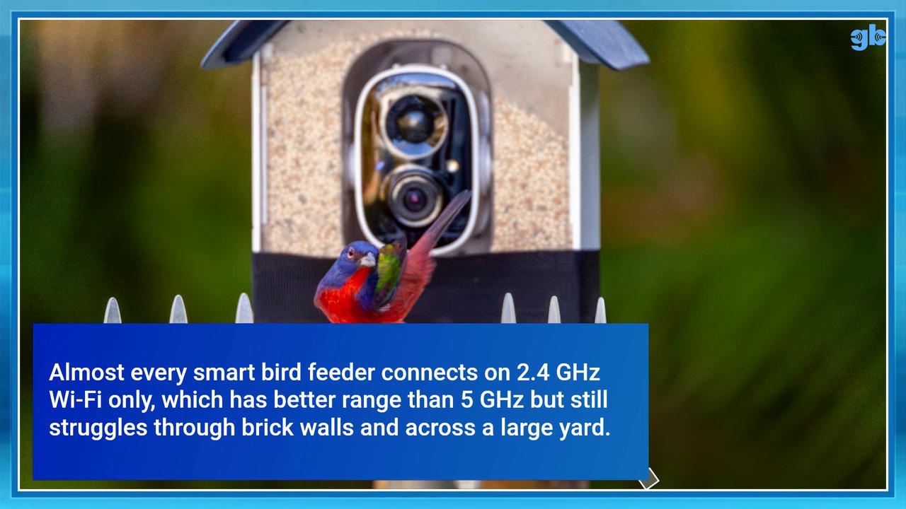 Video thumbnail for Buying a bird feeder camera without a subscription? What to check first
