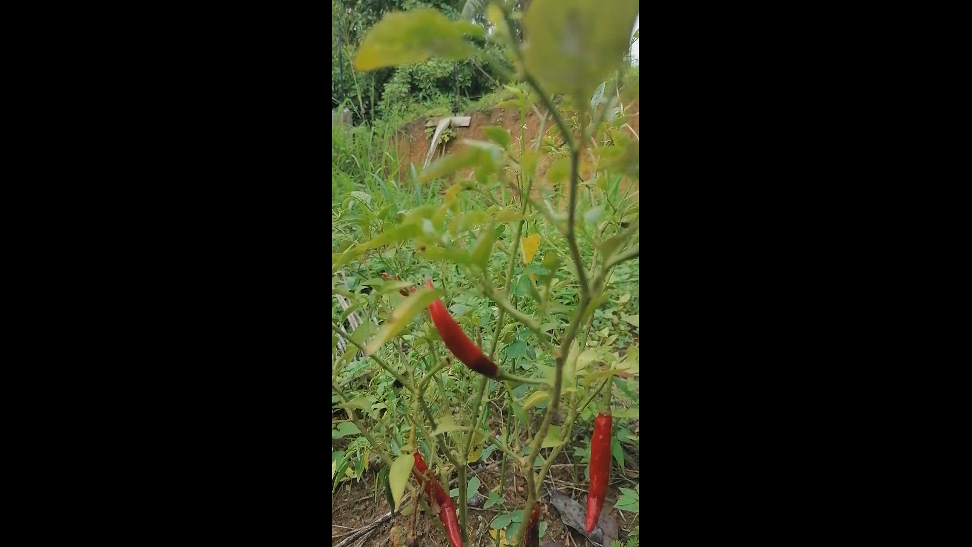 Video thumbnail for flowers