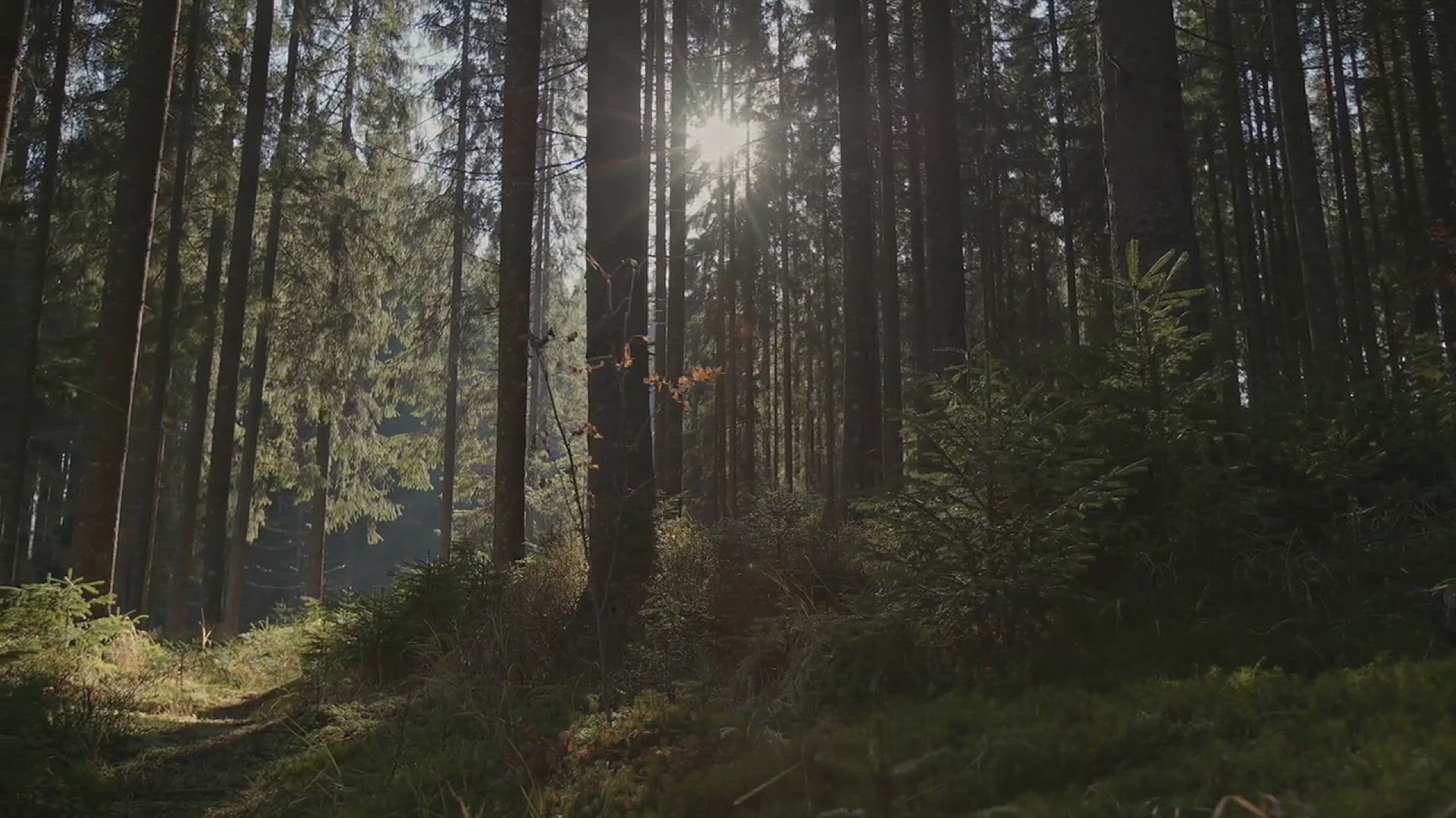 'Video thumbnail for How to Stop Tree Stumps from Sprouting'