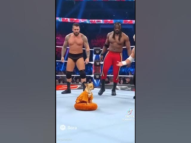 Video thumbnail for chihuahua le da palizas a los humanos