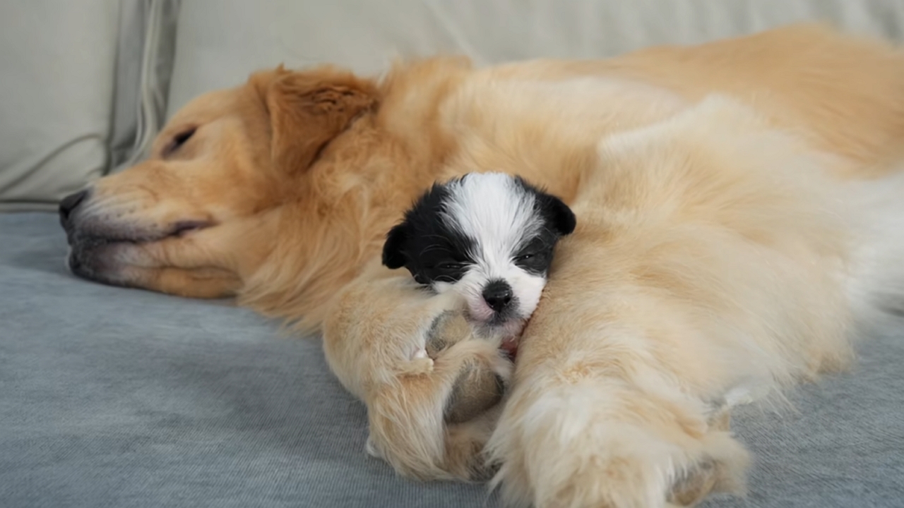 Video thumbnail for Puppy Plays Before Curling Up for a Nap on a Golden Retriever in China