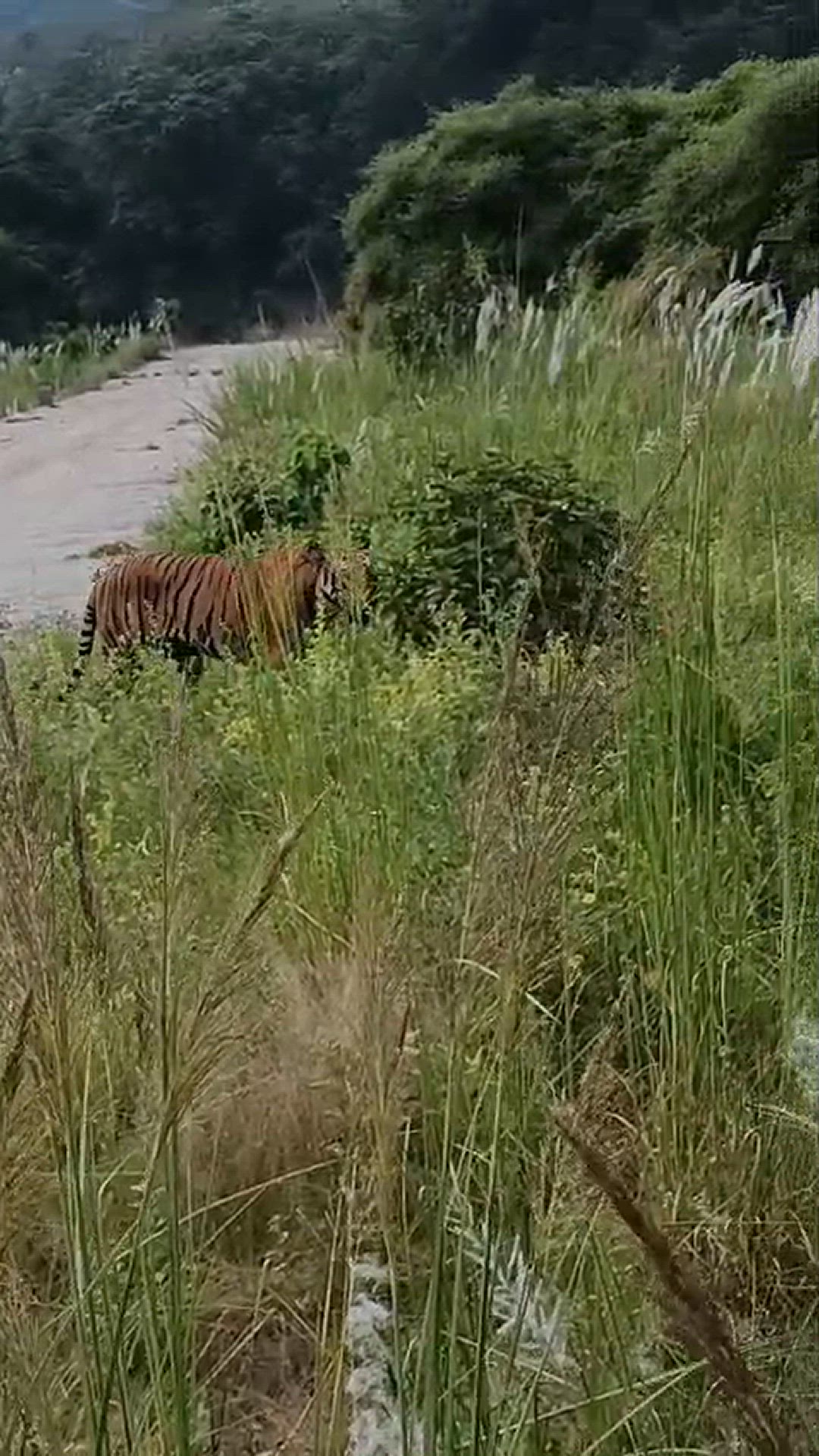 Video thumbnail for Forest tiger