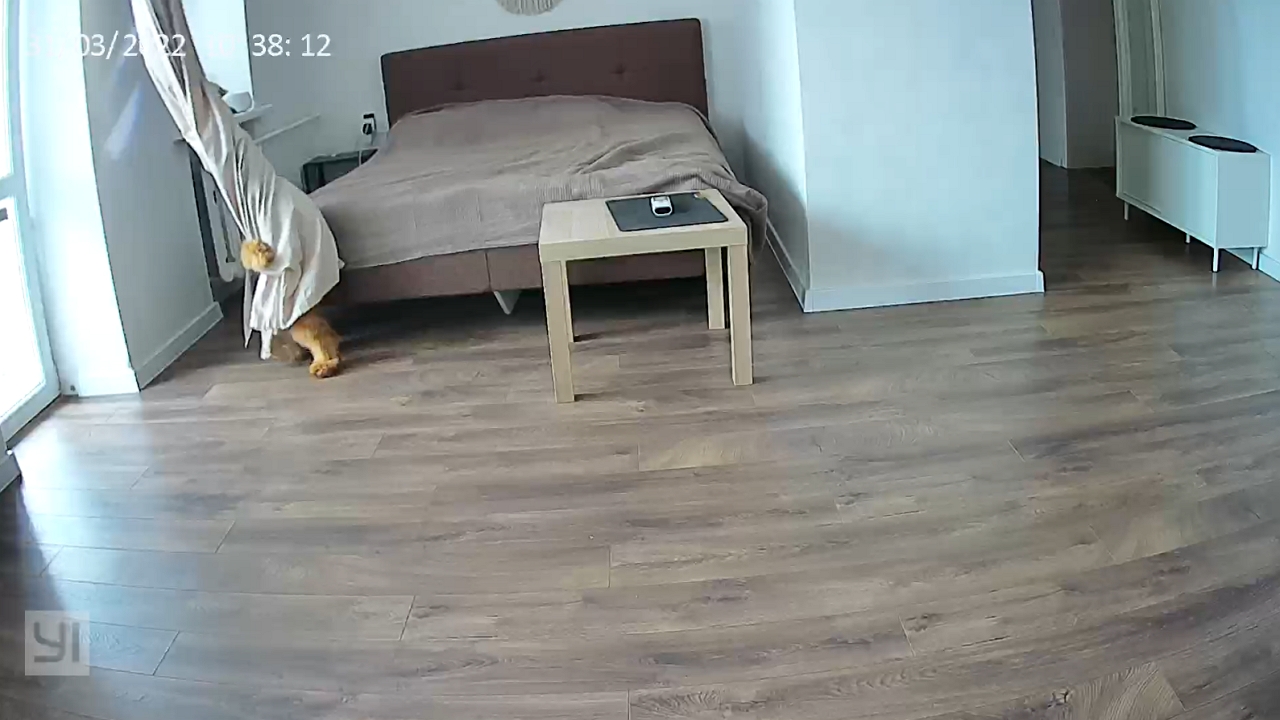 Video thumbnail for Dog playfully battles curtain in Baranovichi, Belarus