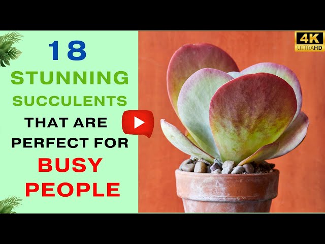 Video thumbnail for 18 Stunning Succulents That Are Perfect For Busy People | Low Maintenance Succulents