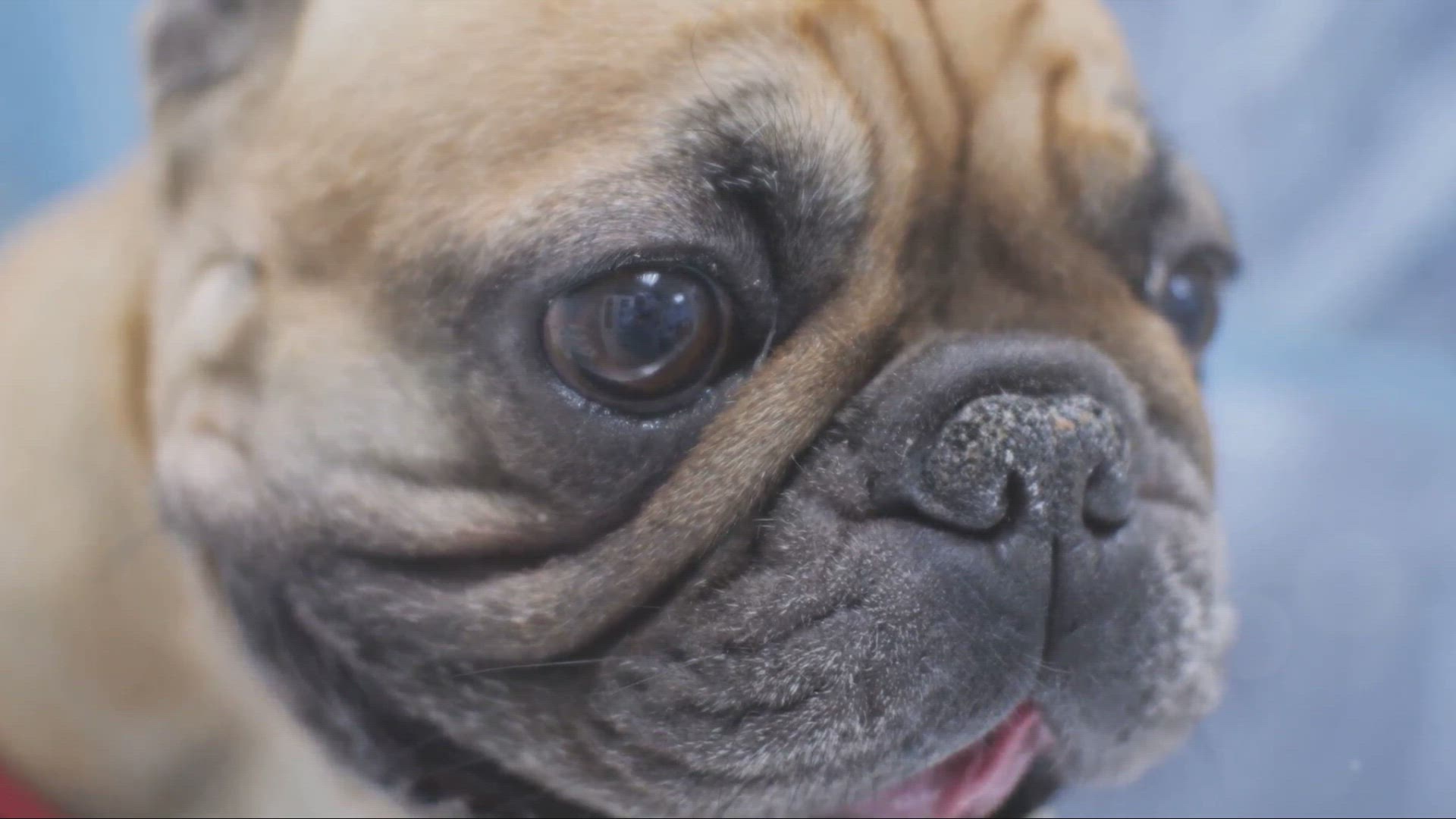 Video thumbnail for Do French Bulldogs Drool?
