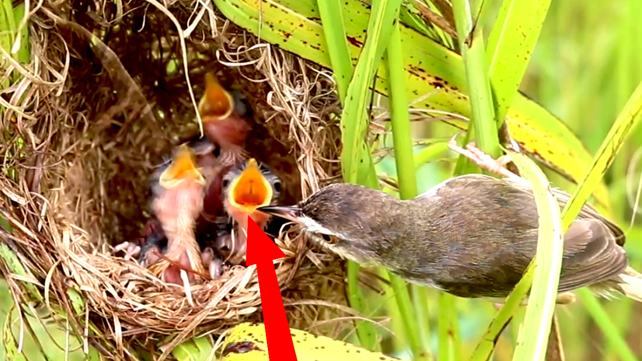 'Video thumbnail for All Grown Bird'