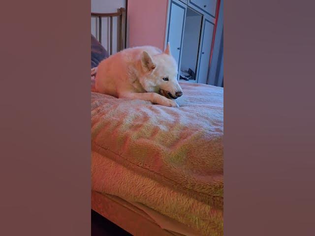 Video thumbnail for Perfect Compromise... Tiggs warming by the fire, as Ghost chomps her chew. But wins it?