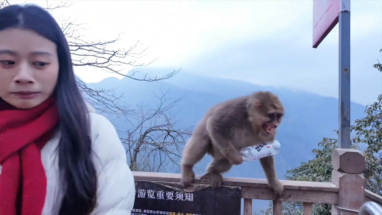 Video thumbnail for Sneaky Monkey Swipes Water Bottle Mid-Photo Shoot