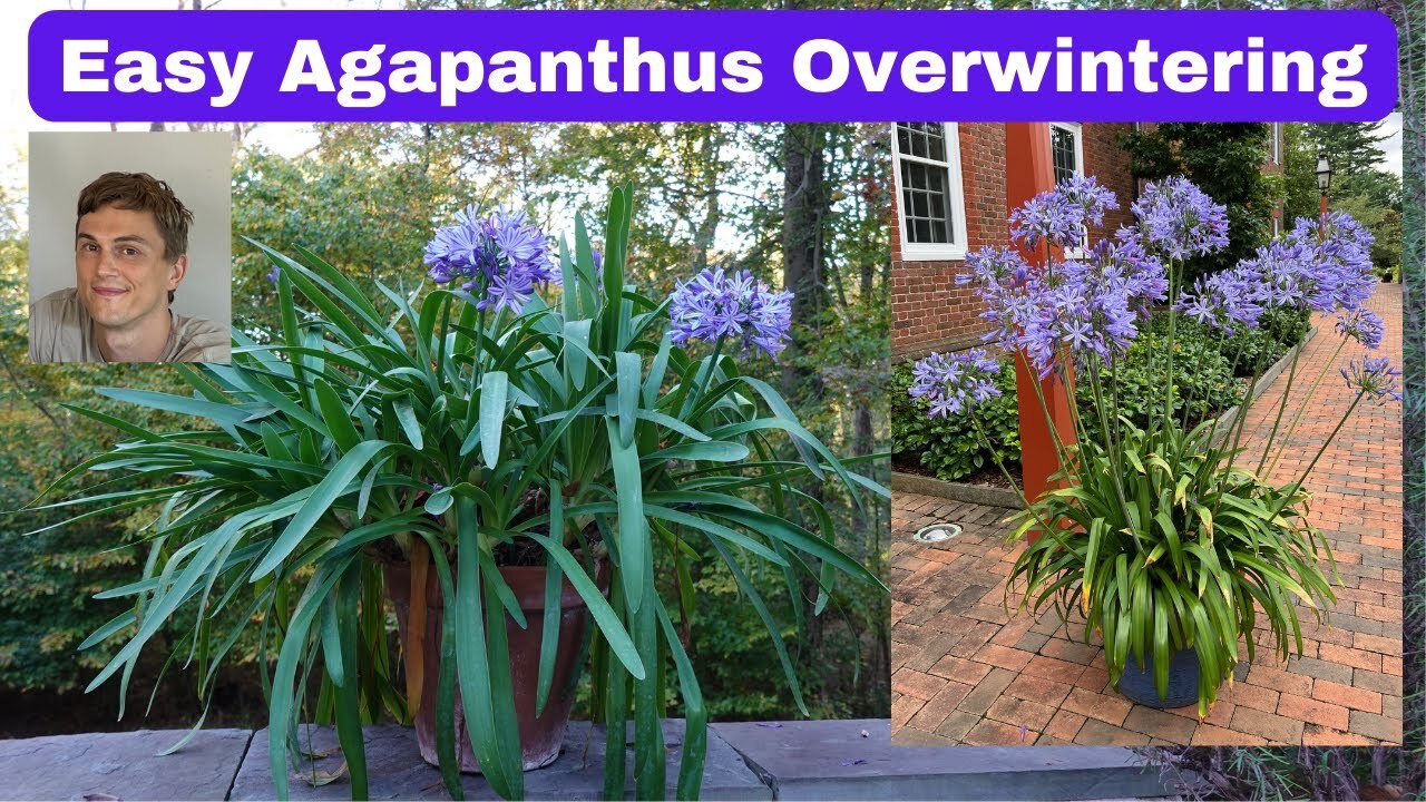 Video thumbnail for Agapanthus Winter Plant Care