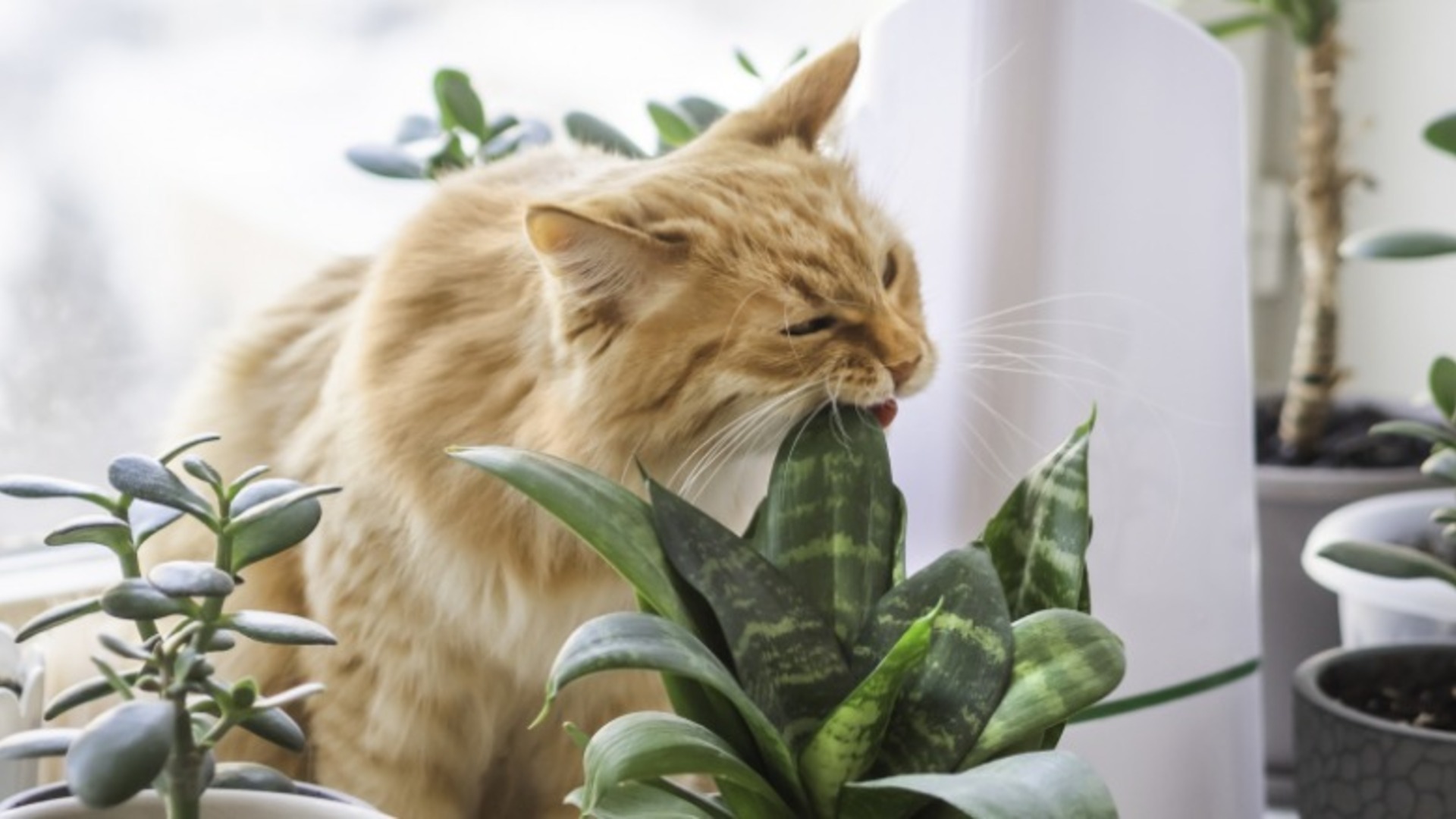 Video thumbnail for Simple Ways To Keep Cats From Chewing On Houseplants