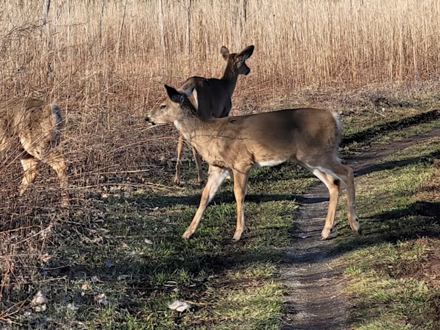 Video thumbnail for AAA warns Long Island drivers of increased deer collision risk this fall