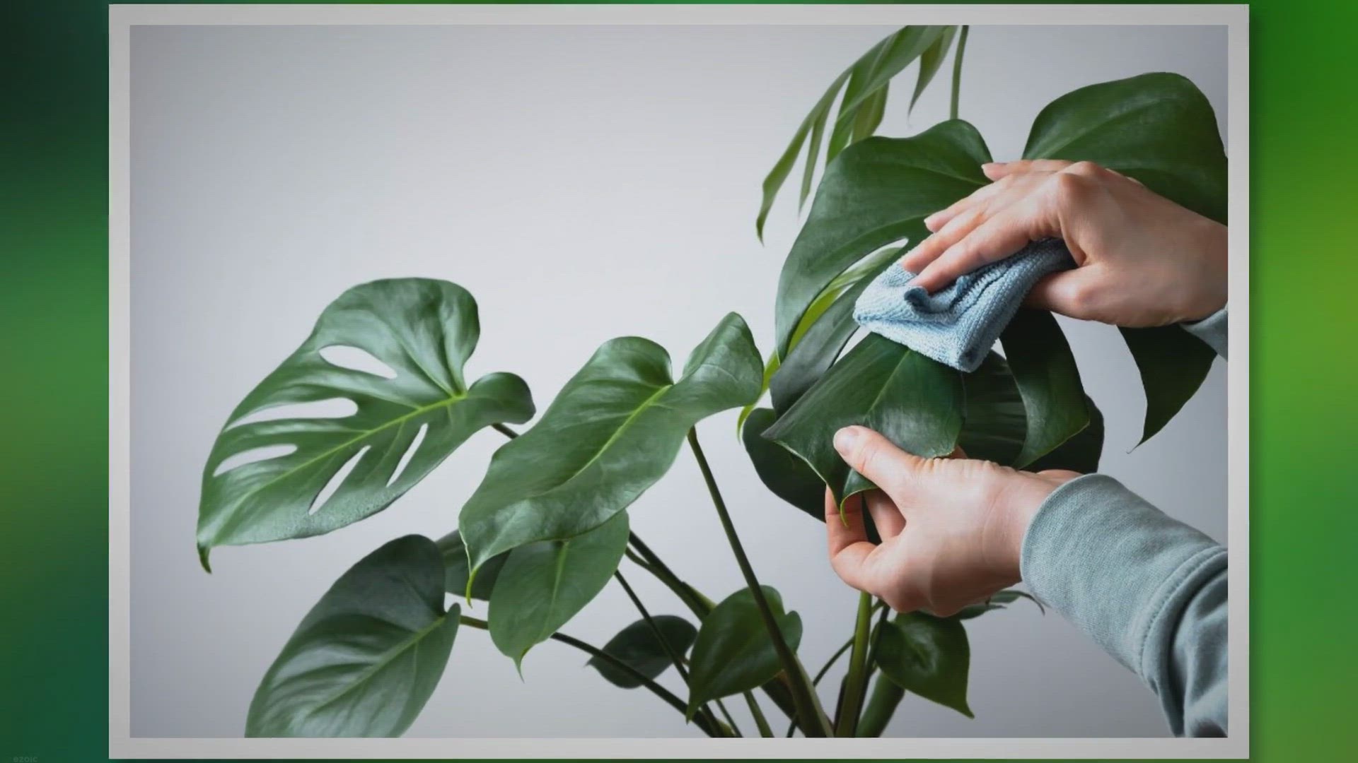 'Video thumbnail for Monstera Care: Unleash the Beauty of Swiss Cheese Plants'